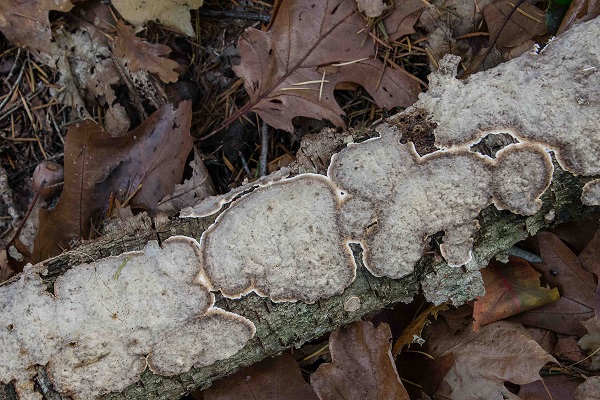 Welke korstvormige paddenstoel is dit?